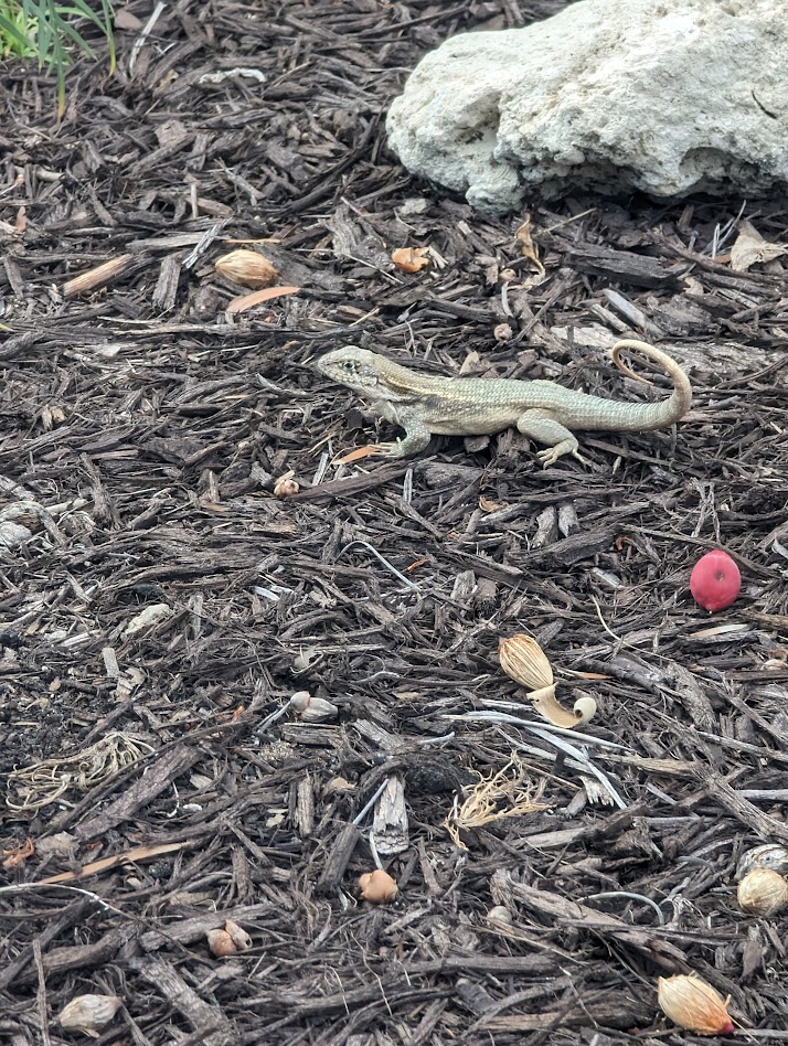 Tiny lizard spotted near the beach on Marco Island during a relaxing girls trip